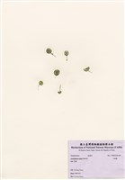 藏品(大傘藻)的圖片